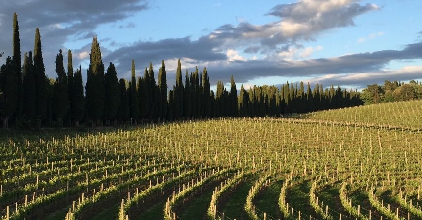 Tre giorni a piedi nelle colline del Chianti dalla Val di Chiana fino a Siena